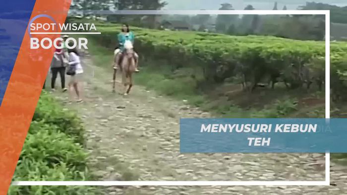 Menyusuri Suasana Asri Kebun Teh di Bogor     