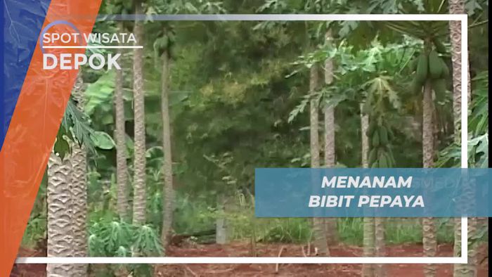 Belajar Menanam Bibit Pepaya Bersama Ahlinya, Depok