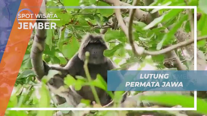 Lutung, Permata Jawa yang Melegenda, Jember