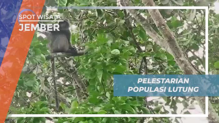 Melihat Upaya Pelestarian Lutung Jawa di Jember