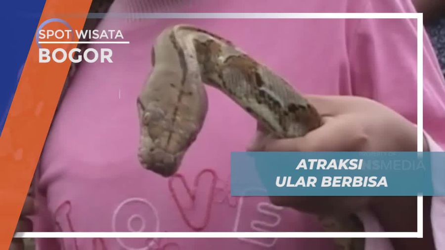 Atraksi Seru Pawang dan Ular Berbisa di Purworejo 