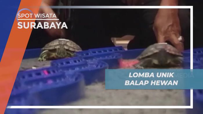 Adu Kecepatan Kura-kura dan Hamster Dalam Lomba Balap Satwa di Surabaya