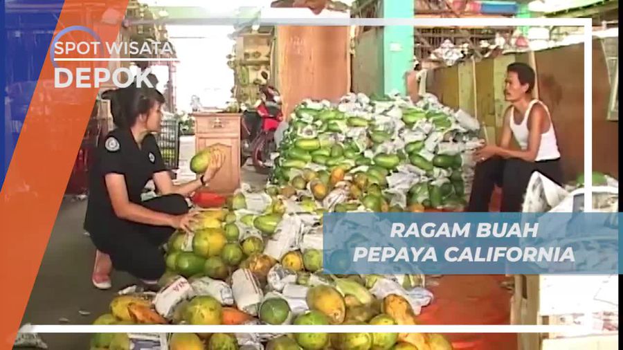 Melihat Dari Dekat Aneka Buah Pepaya Californoa di Depok