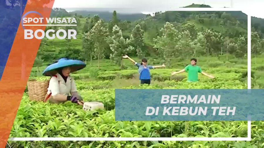 Serunya Bermain Sambil Menikmati Sejuknya Udara Kebun Teh di Puncak, Bogor