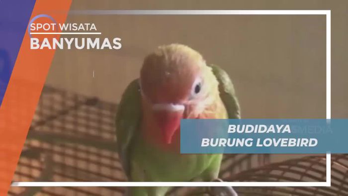 Budidaya Love Bird di Penangkaran Kota Banyumas