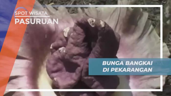 Melihat Dari Dekat Tumbuhan Dengan Bunga Terbesar di Pasuruan