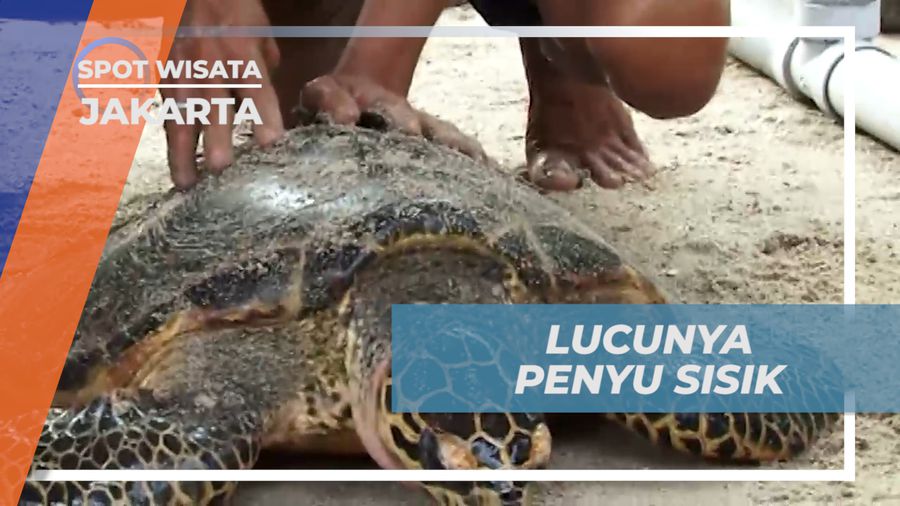 Sensasi Berinteraksi Dengan Penyu Sisik yang Menggemaskan, Jakarta