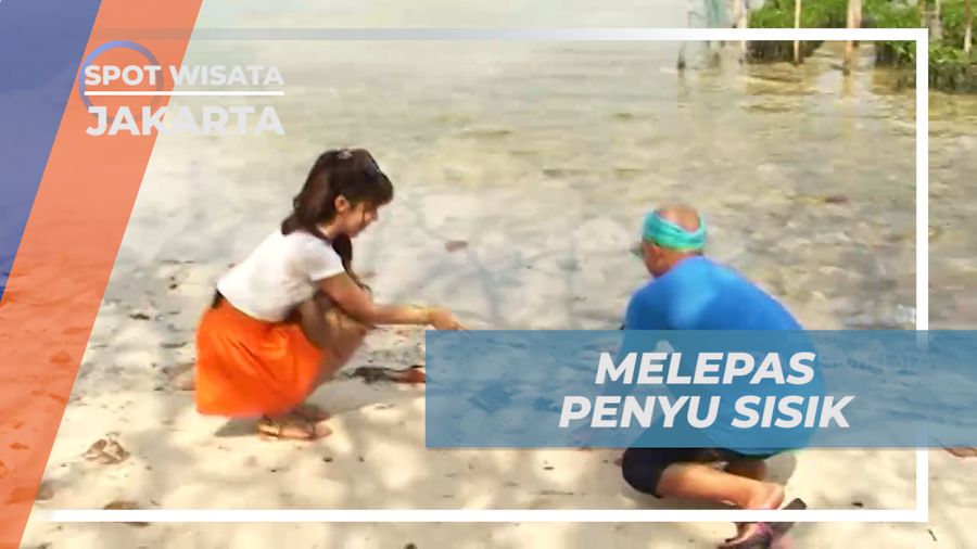 Pengalaman Tak Terlupakan Melepas Anak Penyu Sisik Kembali ke Alam, Jakarta