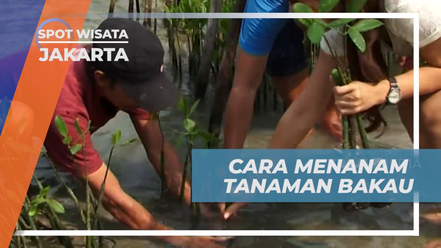 Cara yang Benar Menanam Tanaman Bakau di Tepi Pantai, Jakarta