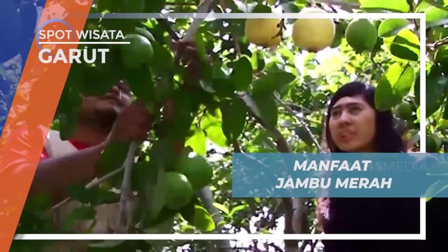 Mengenal Manfaat Buah Hambu Merah, Garut        