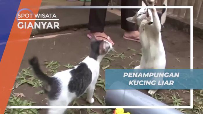 Tingkah Lucu Kucing Liar di Penampungan Gianyar Bali           
