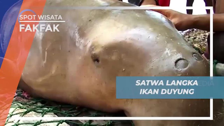 Dugong, Satwa Langka Mamalia Laut di Fakfak           