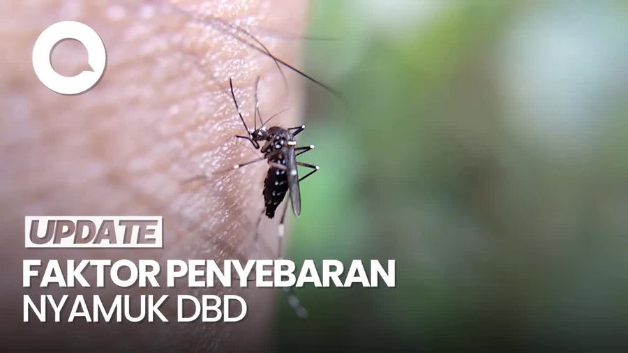 BMKG Sebut Perubahan Iklim Berpotensi Tingkatkan Angka Penderita DBD
