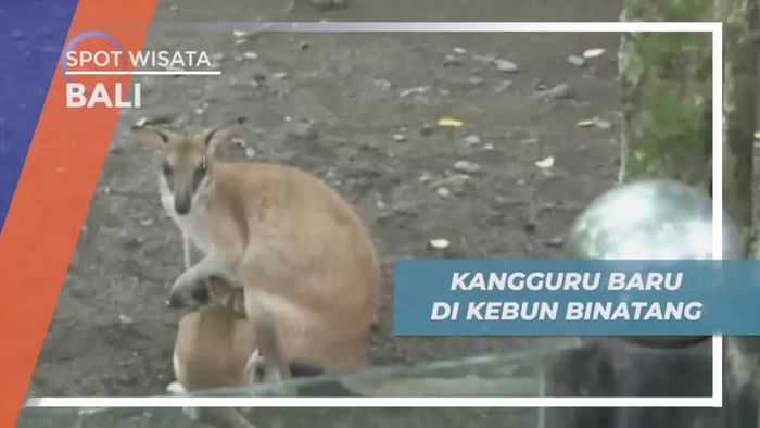 Melihat Lucunya Bayi Kangguru di Kebun Binatang Bali       