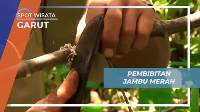 Mengenal Cara Pembibitan Buah Jambu Merah, Garut