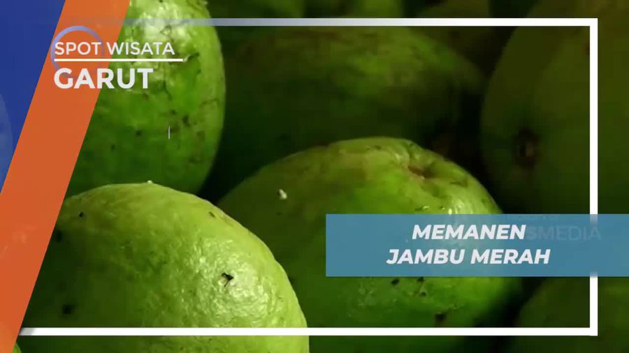Memanen Jambu Merah, Buah Berkhasiat di Garut              