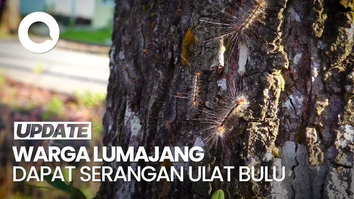 Penampakan Serangan Ulat Bulu Bikin Gatal Warga di Lumajang