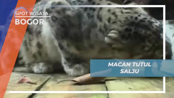 Macan Tutul Salju, Spesies Kucing Besar Dengan Bulu Tebal, Bogor        