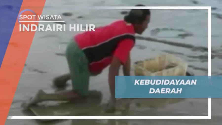 Menongkah Kerang, Tradisi Unik di Indragiri Hilir        
