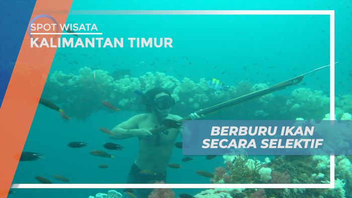 Spearfishing, Sensasi Keseruan Menyelami Bawah Laut Berburu Ikan, Kalimantan Timur