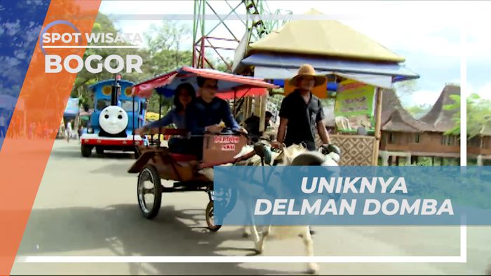 Keliling Taman Wisata Naik Delman Mini Unik yang Ditarik Domba, Bogor
