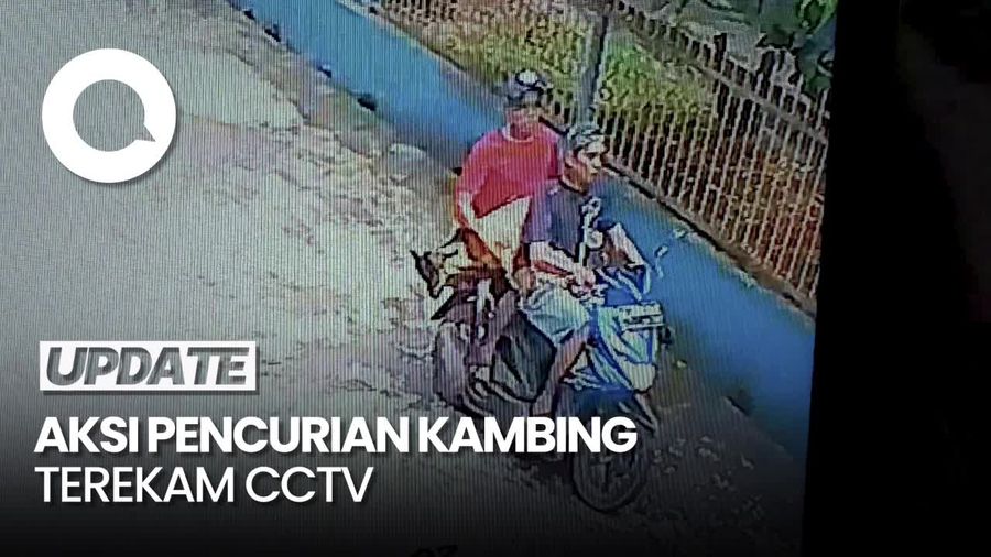 Aksi Nekat 2 Pria Curi Kambing Pakai Motor di Siang Bolong