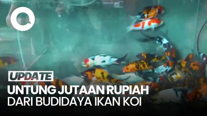 Cerita Pemuda Lumajang Cuan Jutaan Rupiah dari Budidaya Ikan Koi