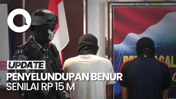 TNI AL Gagalkan Penyelundupan 99 Ribu Benih Lobster Senilai  Rp 15 M