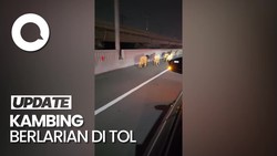 Penampakan Belasan Kambing Berlarian di Tol MBZ Gegara Mobil Pikap Pecah Ban