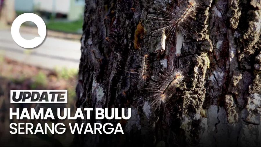 Hii...Ulat Bulu Serang Permukiman Warga di Klaten