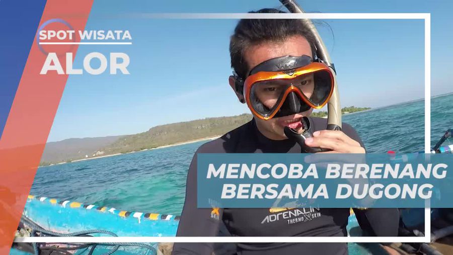 Pengalaman Seru Berenang Bersama Dugong, Alor