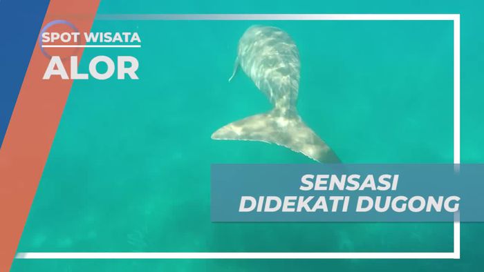 Sensasi Menegangkan Didekati Dugong, Alor