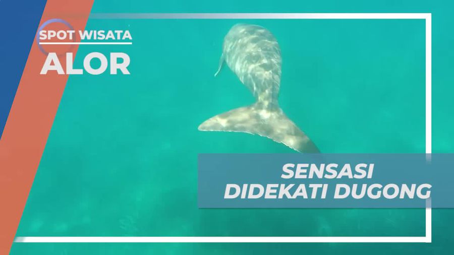 Sensasi Menegangkan Didekati Dugong, Alor