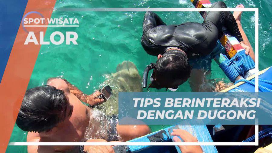 Berinteraksi Langsung Dengan Dugong di Perairan Sika, Alor