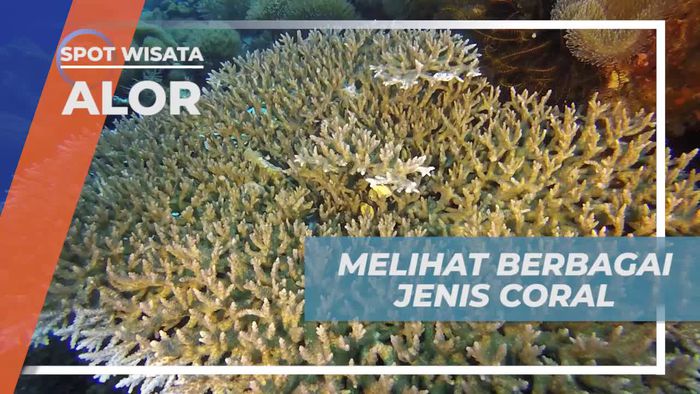 Melihat Aneka Jenis Coral Indah di Spot Diving Alor
