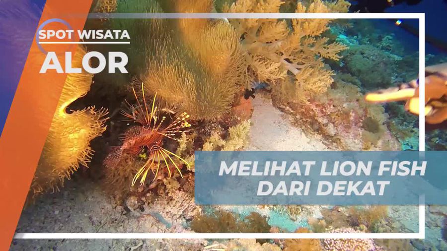 Melihat Dari Dekat Lion Fish di Coral Garden Alor