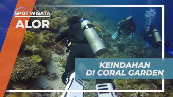 Coral Garden, Spot Diving yang Terkenal Dengan Keindahannya, Alor