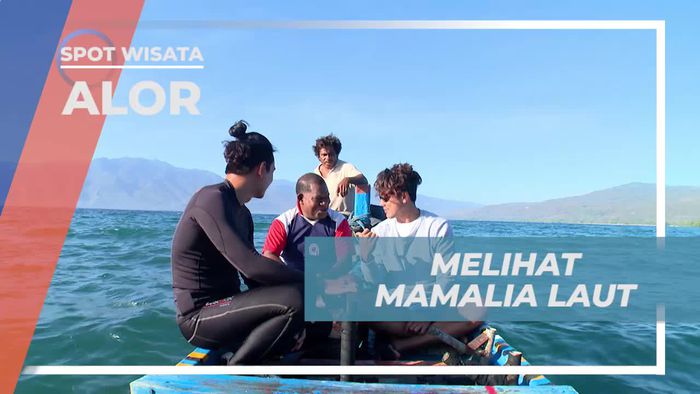 Melihat Dari Dekat Mamalia Laut di Perairan Sika, Alor