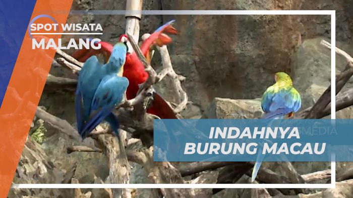 Melihat Dari Dekat Burung Macau di Kota Malang
