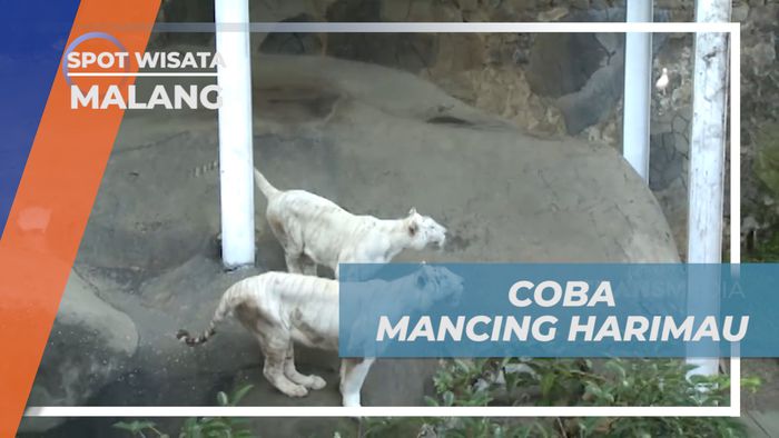 Momen Menegangkan Memancing Perhatian Harimau, Kota Malang