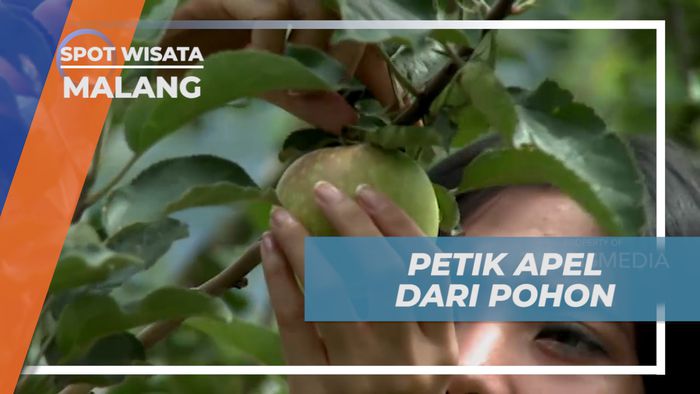 Memetik Apel Langsung Dari Pohonnya, Kota Malang