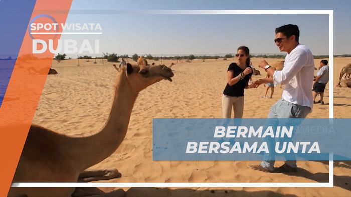 Berkunjung ke Wisata Menunggangi Unta di Dubai