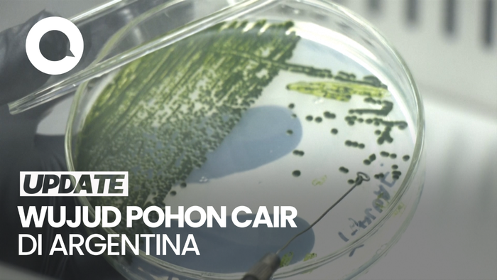 Ilmuwan Argentina Ciptakan Pohon Cair untuk Kurangi Polusi