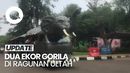 Catat! Ini Tanggal Perayaan Ulang Tahun Gorila di Ragunan