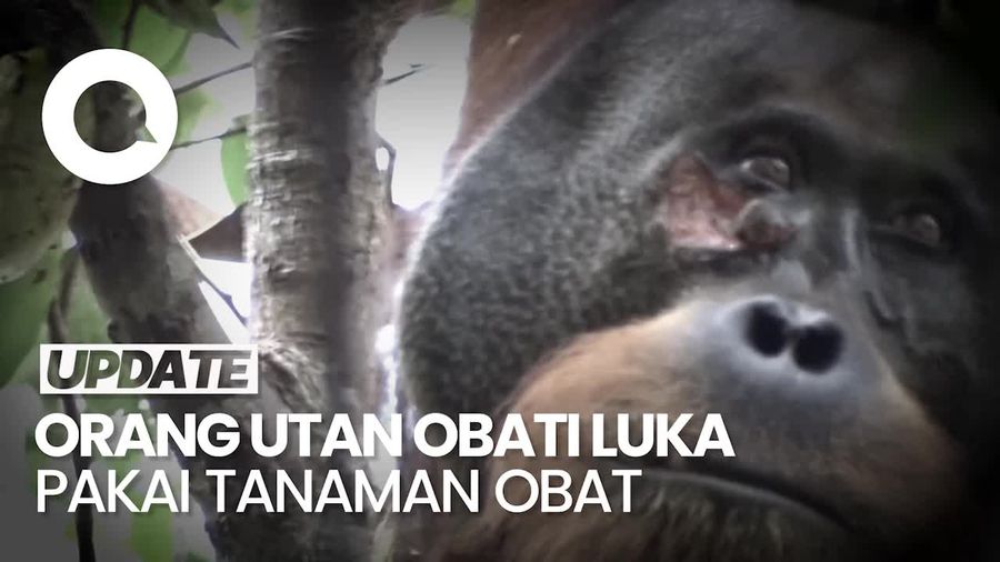 Temuan Peneliti soal Orang Utan Sembuhkan Lukanya Sendiri Pakai Tanaman Obat