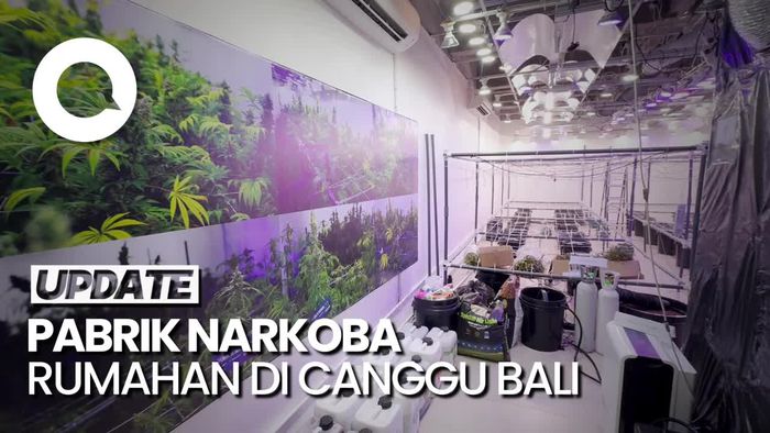 Terkuak Pabrik Narkoba di Bali, Punya Lab-Ladang Ganja di Basemen
