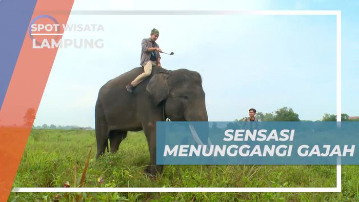 Merasakan Sensasi Seru Menunggangi Gajah di Lampung
