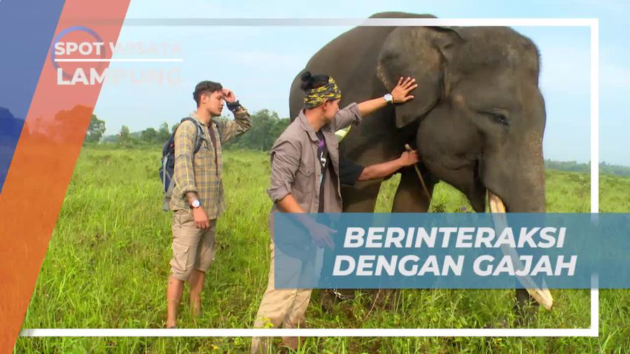 Didampingi Pawang Berinteraksi Dengan Gajah di Padang Savana Lampung