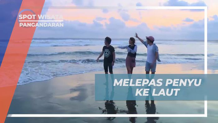 Menjaga Kelestarian Alam Dengan Melepas Penyu ke Laut Pangandaran