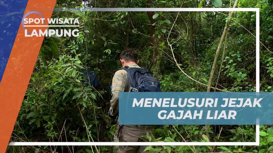 Masuk ke Dalam Hutan Menelusuri Jejak Gajah Liar, Lampung